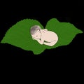 Leaf and baby illustration Royalty Free Stock Photo