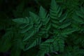 Dark green leaf texture background Royalty Free Stock Photo