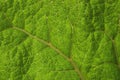 Leaf background Royalty Free Stock Photo