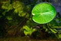 Leaf background. Drop water on green lotus plant in garden pond or lake with abstract reflection. Fresh macro dew on Royalty Free Stock Photo