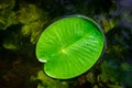 Leaf background. Drop water on green lotus plant in garden pond or lake with abstract reflection. Fresh macro dew on Royalty Free Stock Photo