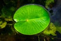 Leaf background. Drop water on green lotus plant in garden pond or lake with abstract reflection. Fresh macro dew on nature Royalty Free Stock Photo