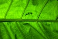 Leaf background Royalty Free Stock Photo