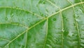 Leaf background nature leaf for website and app Natural green Royalty Free Stock Photo