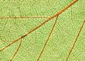 Leaf background Royalty Free Stock Photo