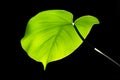 Leaf backlit Royalty Free Stock Photo