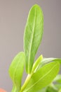 Leaf of Bacopa monnieri ,Bitter Leaf,Close up photograph Royalty Free Stock Photo