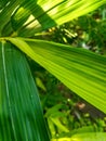 Leaf of bamboo empring kuning