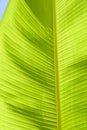 Leaf banana palm