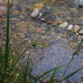 Leaf on bank of creak