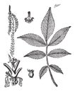 Leaf, base, stem and flower of hickory vintage engraving Royalty Free Stock Photo