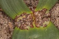 Leaf Base of a Welwitschia Plant