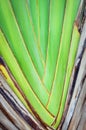Leaf bases on a Traveler's Palm Royalty Free Stock Photo