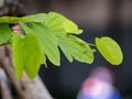 Bauhinia forficata leaf plant close up