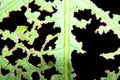 Leaf beaten by insects like caterpillar and grasshopper