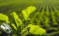 Leaf of beet root. Fresh green leaves of sugar beet root seedling. Row of green young beet leaves growth in organic farm Royalty Free Stock Photo