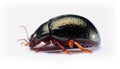 Leaf beetle Chrysolina bankii macro close up Royalty Free Stock Photo