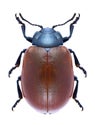 Leaf beetle Chrysomela tremula