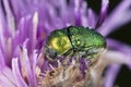 Leaf beetle (chrysomelidae) feeding on thistle Royalty Free Stock Photo