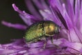 Leaf beetle (chrysomelidae) feeding on thistle Royalty Free Stock Photo