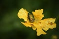 Leaf beetle Cryptocephalus sericeus Royalty Free Stock Photo