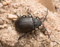 Leaf beetle, Galeruca tanaceti on sand Royalty Free Stock Photo