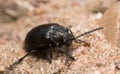 Leaf beetle, Galeruca tanaceti on sand Royalty Free Stock Photo