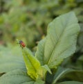 Curled Dock leaves with Leaf Beetle