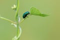 Leaf beetle Royalty Free Stock Photo