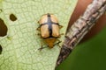 Leaf beetle on leaf in Borneo jungle nature wildlife view