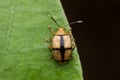 Leaf beetle on leaf in Borneo jungle nature wildlife view
