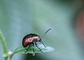 Leaf Beetle (Chrysolina varians) resting on green leaf.