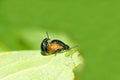 Leaf beetles Royalty Free Stock Photo
