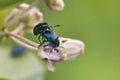 Leaf Beetles Mating Royalty Free Stock Photo