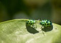 Leaf Beetles Mating Royalty Free Stock Photo