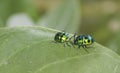 Leaf Beetles Mating Royalty Free Stock Photo