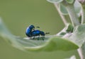 Leaf Beetles Mating Royalty Free Stock Photo