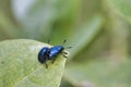 Leaf Beetles Mating Royalty Free Stock Photo