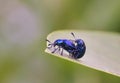 Leaf Beetles Mating Royalty Free Stock Photo