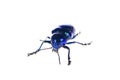 Leaf beetles on a white background Royalty Free Stock Photo