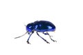 Leaf beetles on a white background Royalty Free Stock Photo
