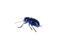 Leaf beetles on a white background Royalty Free Stock Photo