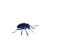 Leaf beetles on a white background Royalty Free Stock Photo