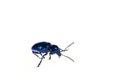 Leaf beetles on a white background Royalty Free Stock Photo