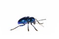 Leaf beetles on a white background Royalty Free Stock Photo