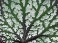 Colony on a leaf Royalty Free Stock Photo