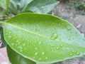 Leaf of bitter orange tree filled with water drops Royalty Free Stock Photo