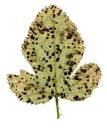 Leaf with black spots