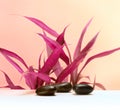 Leaf and black stones. Pink saturation color nature background