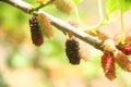 Leaf blackberry fruit tree field agriculture Ibiuna Sao Paulo Brazil